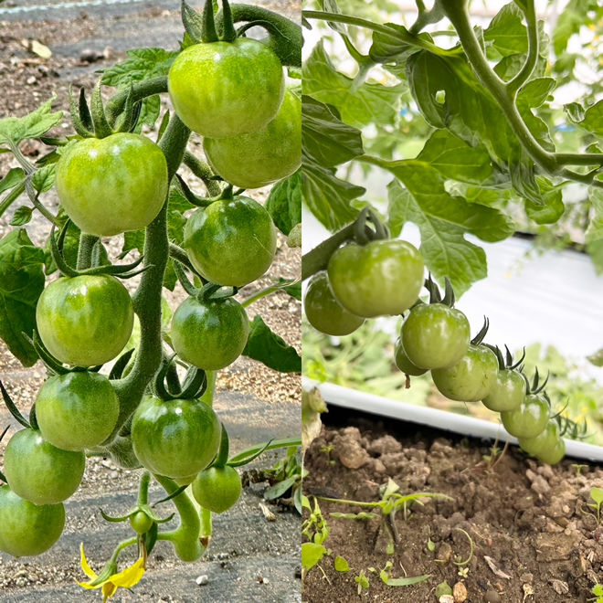 ミニトマト栽培中